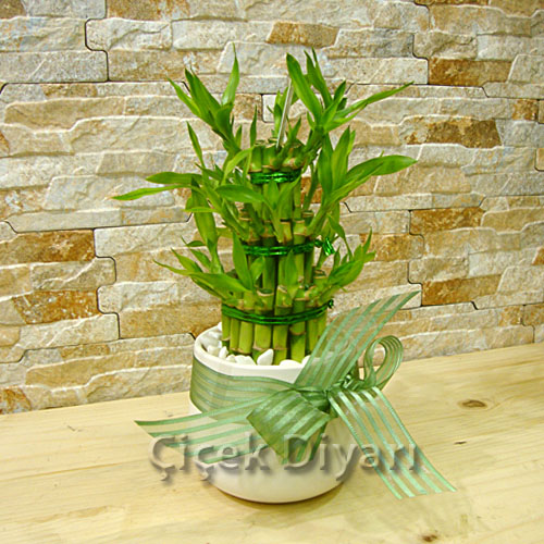 Bambu